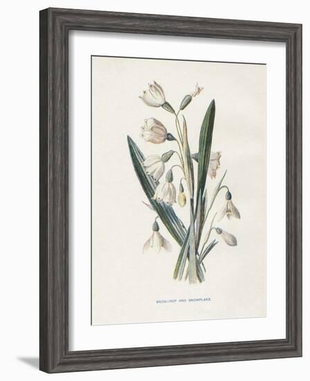 Snowdrop & Snowflake-Gwendolyn Babbitt-Framed Art Print