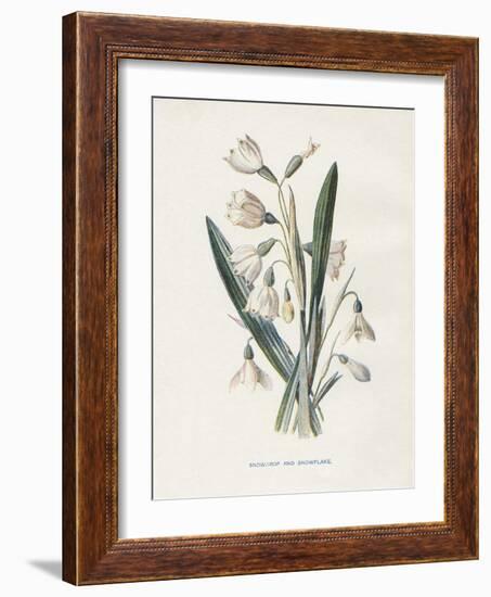 Snowdrop & Snowflake-Gwendolyn Babbitt-Framed Art Print