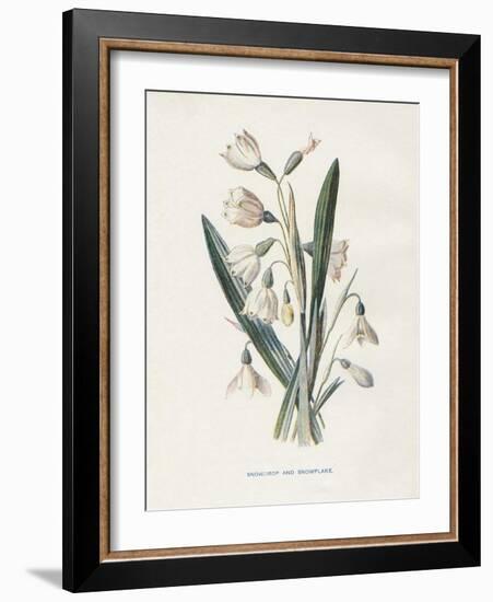 Snowdrop & Snowflake-Gwendolyn Babbitt-Framed Art Print