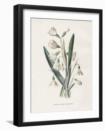 Snowdrop & Snowflake-Gwendolyn Babbitt-Framed Art Print