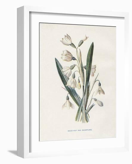 Snowdrop & Snowflake-Gwendolyn Babbitt-Framed Art Print