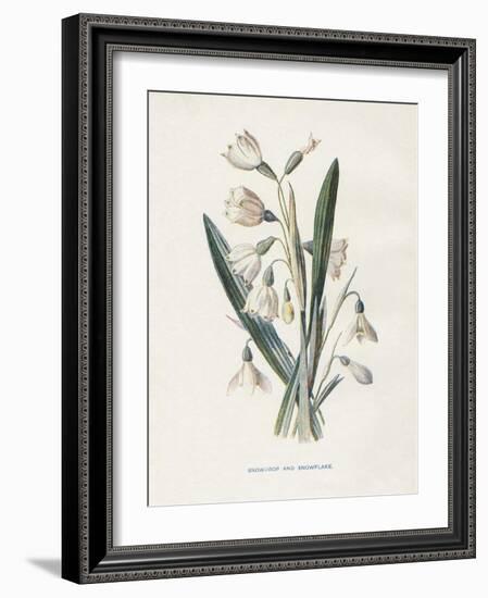 Snowdrop & Snowflake-Gwendolyn Babbitt-Framed Art Print