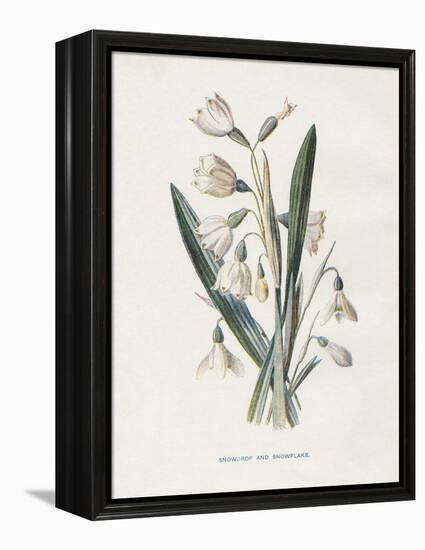 Snowdrop & Snowflake-Gwendolyn Babbitt-Framed Stretched Canvas