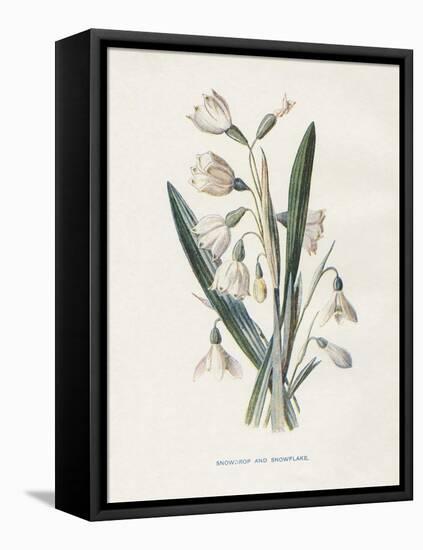 Snowdrop & Snowflake-Gwendolyn Babbitt-Framed Stretched Canvas