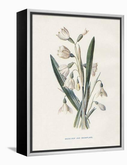 Snowdrop & Snowflake-Gwendolyn Babbitt-Framed Stretched Canvas