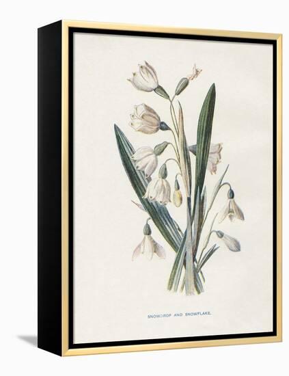 Snowdrop & Snowflake-Gwendolyn Babbitt-Framed Stretched Canvas