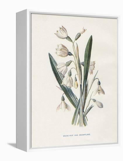 Snowdrop & Snowflake-Gwendolyn Babbitt-Framed Stretched Canvas