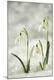 Premium Photographic Print