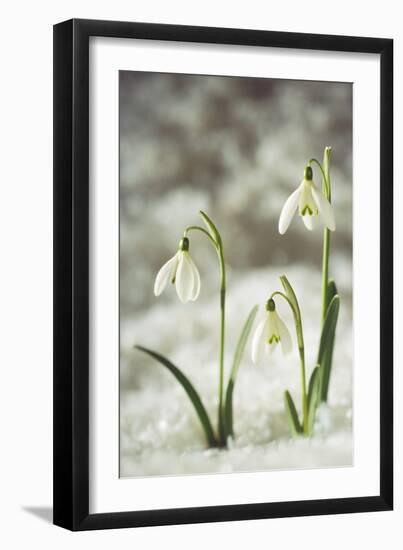 Snowdrop Three Flowers in Snow-null-Framed Photographic Print