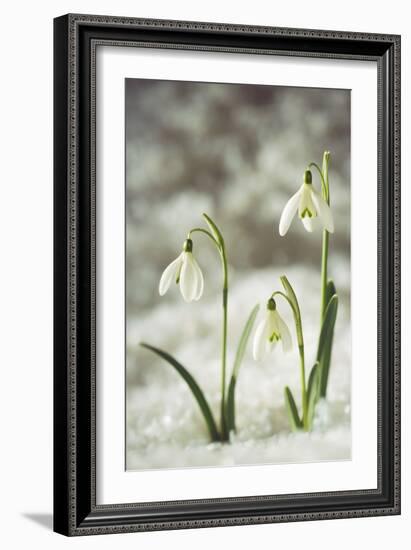 Snowdrop Three Flowers in Snow-null-Framed Photographic Print