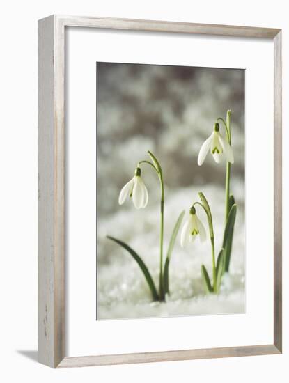 Snowdrop Three Flowers in Snow-null-Framed Photographic Print