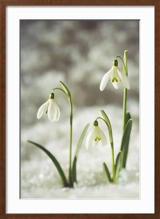 White winter flowers in the snow print by Studio Nahili