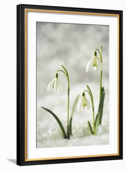 Snowdrop Three Flowers in Snow-null-Framed Photographic Print