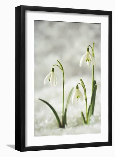 Snowdrop Three Flowers in Snow-null-Framed Photographic Print