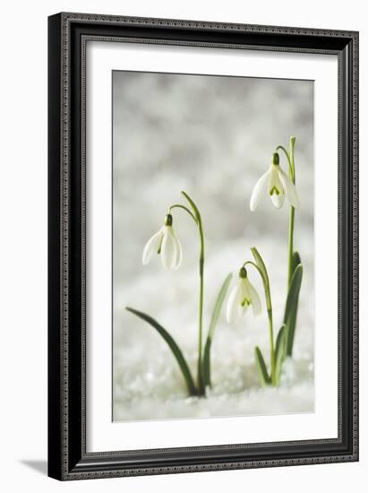 Snowdrop Three Flowers in Snow-null-Framed Photographic Print