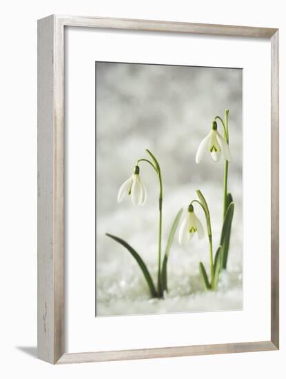 Snowdrop Three Flowers in Snow-null-Framed Photographic Print