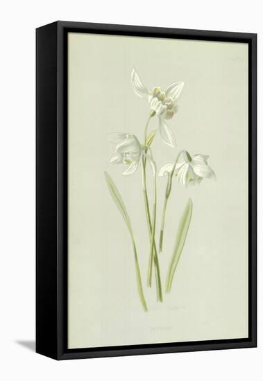 Snowdrop-Frederick Edward Hulme-Framed Premier Image Canvas