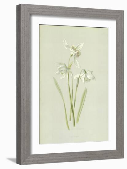 Snowdrop-Frederick Edward Hulme-Framed Giclee Print