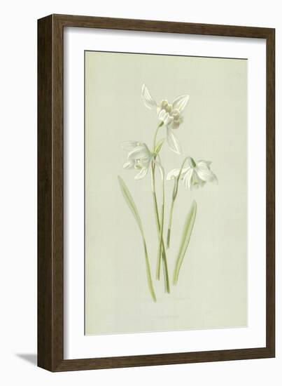 Snowdrop-Frederick Edward Hulme-Framed Giclee Print