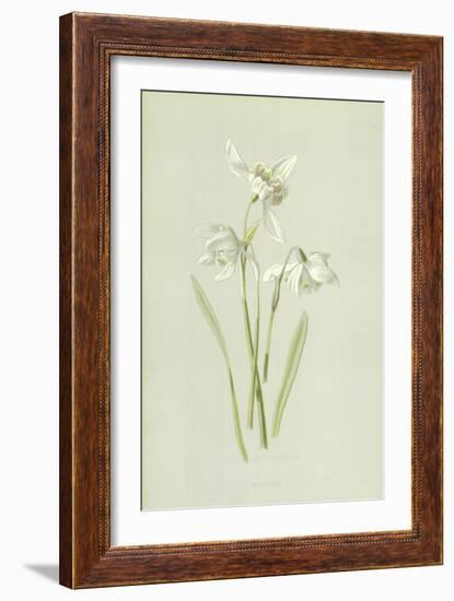 Snowdrop-Frederick Edward Hulme-Framed Giclee Print