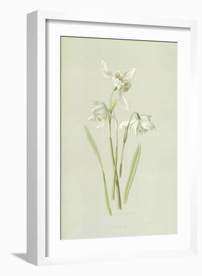 Snowdrop-Frederick Edward Hulme-Framed Giclee Print