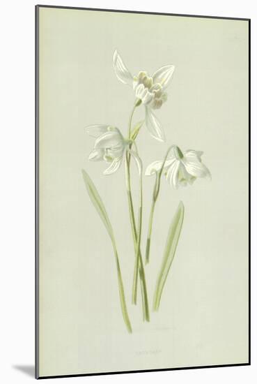 Snowdrop-Frederick Edward Hulme-Mounted Giclee Print