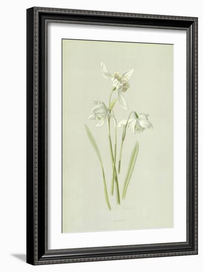 Snowdrop-Frederick Edward Hulme-Framed Giclee Print