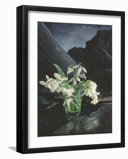 Snowdrops, 1995-Norman Hollands-Framed Photographic Print