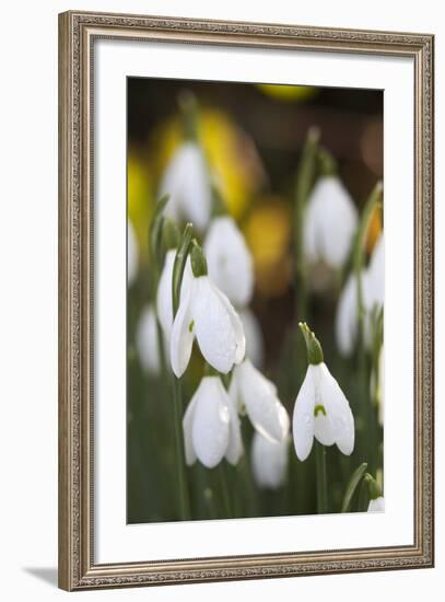 Snowdrops, Cotswolds, Gloucestershire, England, United Kingdom, Europe-Stuart Black-Framed Photographic Print
