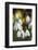 Snowdrops, Cotswolds, Gloucestershire, England, United Kingdom, Europe-Stuart Black-Framed Photographic Print