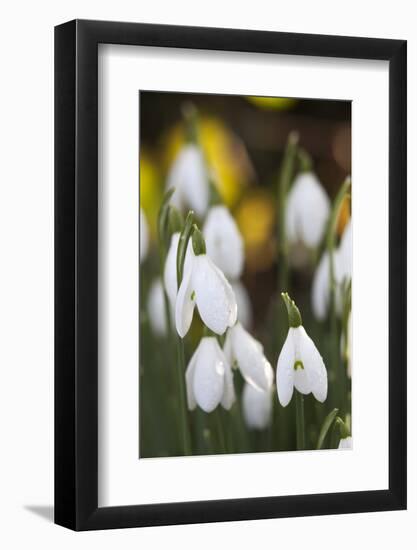 Snowdrops, Cotswolds, Gloucestershire, England, United Kingdom, Europe-Stuart Black-Framed Photographic Print