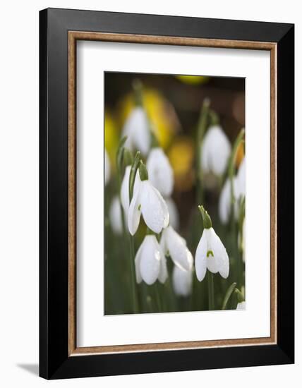 Snowdrops, Cotswolds, Gloucestershire, England, United Kingdom, Europe-Stuart Black-Framed Photographic Print