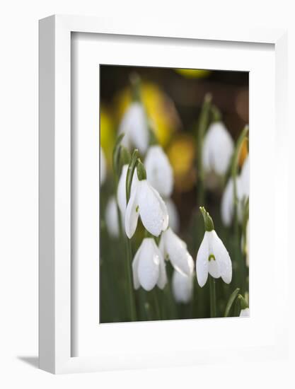 Snowdrops, Cotswolds, Gloucestershire, England, United Kingdom, Europe-Stuart Black-Framed Photographic Print