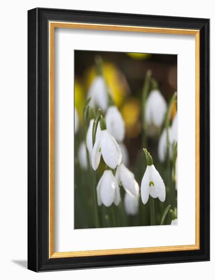 Snowdrops, Cotswolds, Gloucestershire, England, United Kingdom, Europe-Stuart Black-Framed Photographic Print