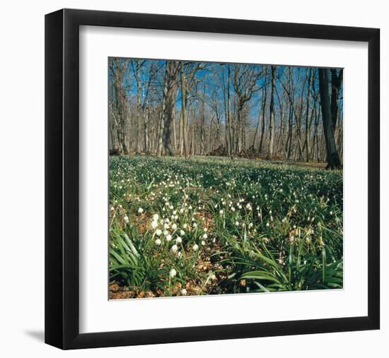 Snowdrops Flowering In Forest-null-Framed Art Print