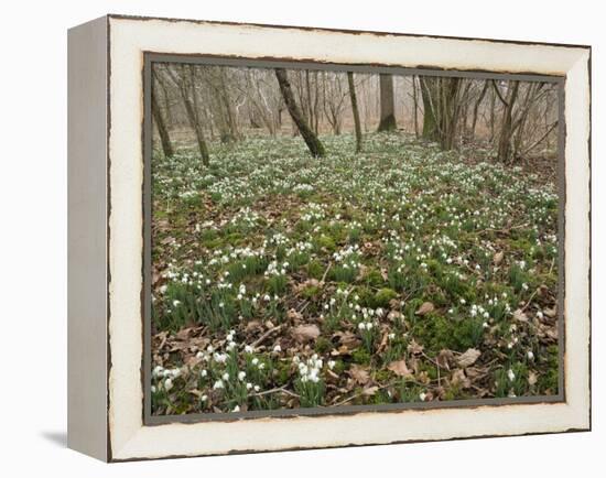 Snowdrops (Galanthus) In Woodland-Adrian Bicker-Framed Premier Image Canvas