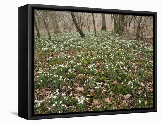 Snowdrops (Galanthus) In Woodland-Adrian Bicker-Framed Premier Image Canvas