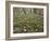 Snowdrops (Galanthus) In Woodland-Adrian Bicker-Framed Photographic Print