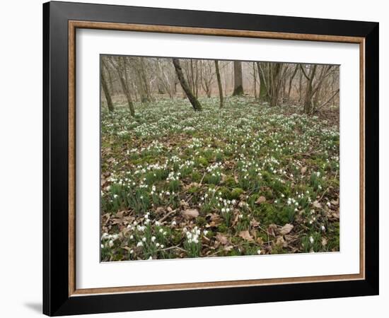 Snowdrops (Galanthus) In Woodland-Adrian Bicker-Framed Photographic Print