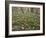 Snowdrops (Galanthus) In Woodland-Adrian Bicker-Framed Photographic Print