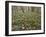 Snowdrops (Galanthus) In Woodland-Adrian Bicker-Framed Photographic Print