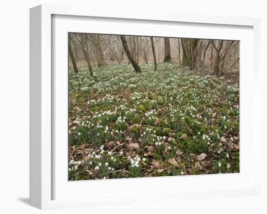 Snowdrops (Galanthus) In Woodland-Adrian Bicker-Framed Photographic Print