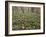 Snowdrops (Galanthus) In Woodland-Adrian Bicker-Framed Photographic Print