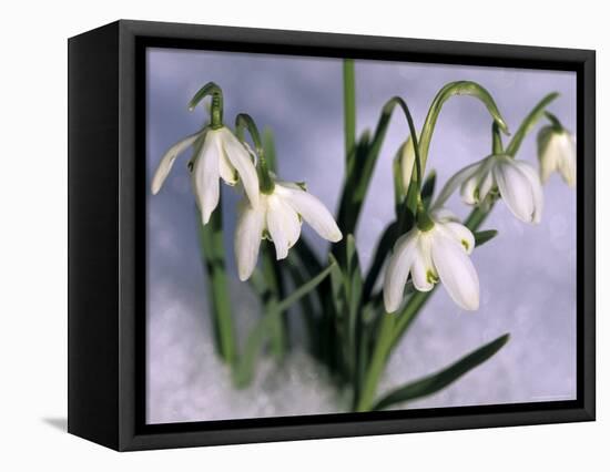 Snowdrops, Galanthus Nivalis, Bielefeld, Germany-Thorsten Milse-Framed Premier Image Canvas