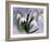 Snowdrops, Galanthus Nivalis, Bielefeld, Germany-Thorsten Milse-Framed Photographic Print