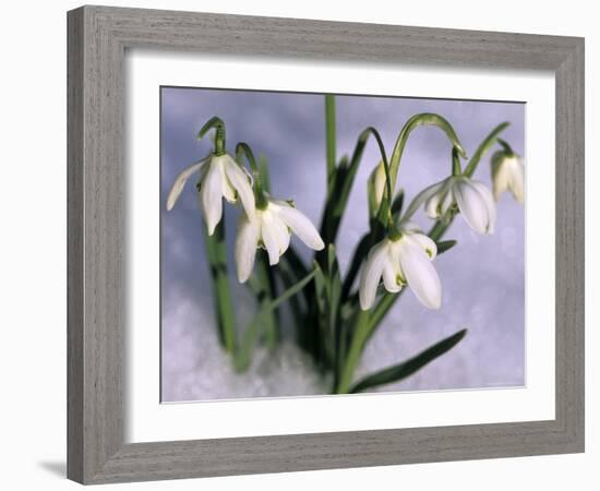 Snowdrops, Galanthus Nivalis, Bielefeld, Germany-Thorsten Milse-Framed Photographic Print