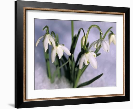 Snowdrops, Galanthus Nivalis, Bielefeld, Germany-Thorsten Milse-Framed Photographic Print