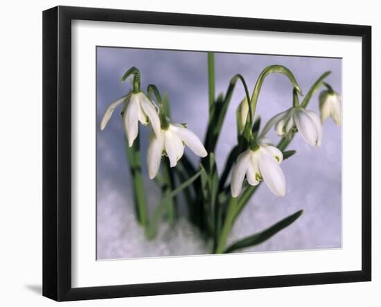 Snowdrops, Galanthus Nivalis, Bielefeld, Germany-Thorsten Milse-Framed Photographic Print