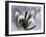 Snowdrops, Galanthus Nivalis, Bielefeld, Germany-Thorsten Milse-Framed Photographic Print