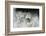 Snowdrops (Galanthus Nivalis) Norfolk, England, United Kingdom, Europe-Ann & Steve Toon-Framed Photographic Print